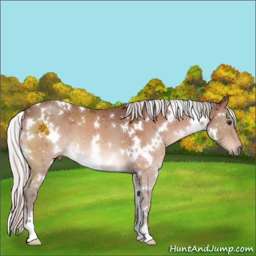 Horse Color:White Spotted Silver Brown 