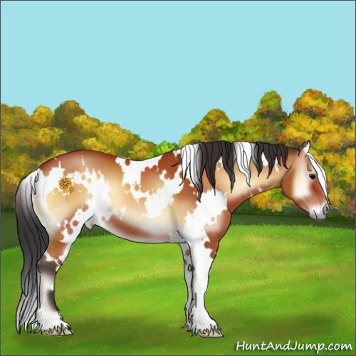 Horse Color:White Spotted Bay Onyx 