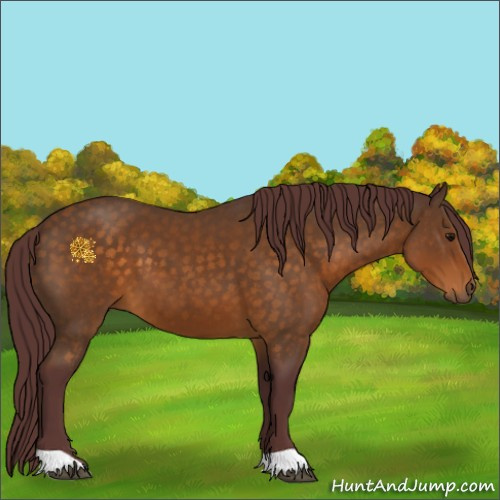 Horse Color:Chocolate Buckskin 