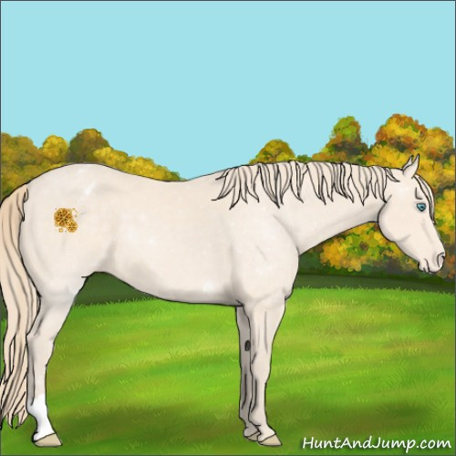 Horse Color:Perlino Appaloosa 