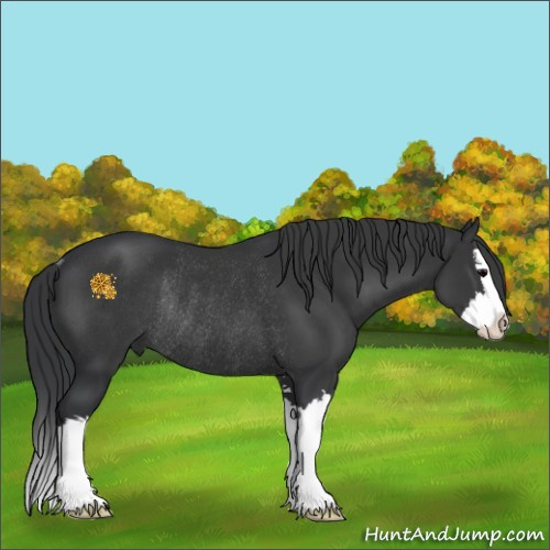 Horse Color:Black Sabino Splash Rabicano 
