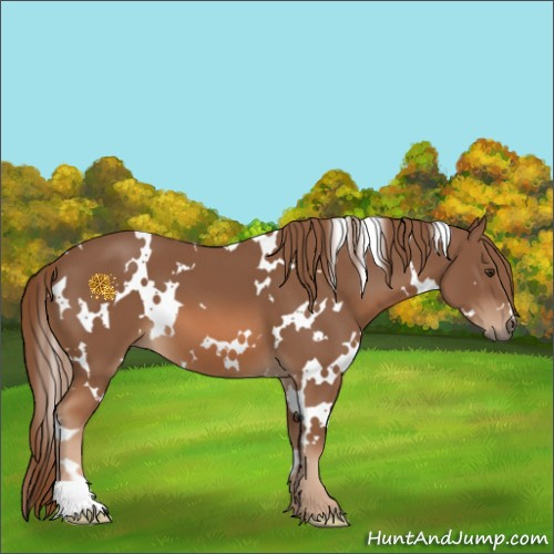 Horse Color:White Spotted Chestnut 