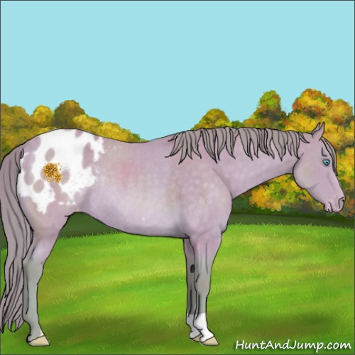 Horse Color:Watercolor Perlino Appaloosa Rabicano 