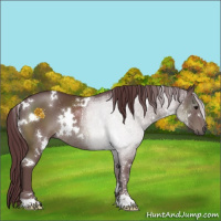 Horse Color:White Spotted Chocolate Black Sabino Rabicano