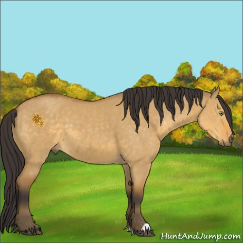 Horse Color:Buckskin Dun 