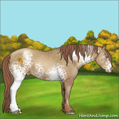 Horse Color:White Spotted Buckskin Pearl Appaloosa 
