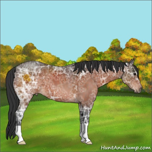 Horse Color:Bay Ice 