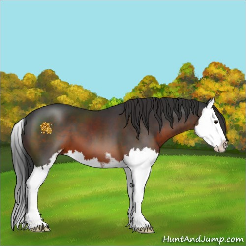 Horse Color:Brown Sabino Splash 