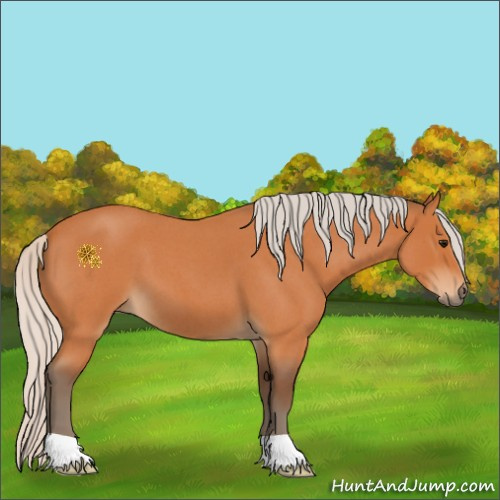 Horse Color:Silver Bay Roan 