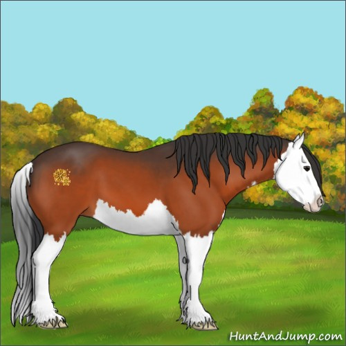 Horse Color:Bay Splash 