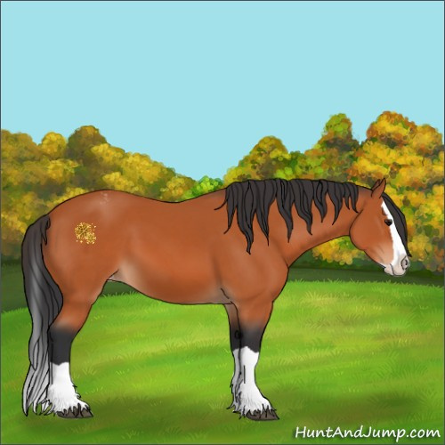 Horse Color:Bay Splash Appaloosa 