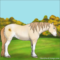 Horse Color:Buckskin Pearl Sabino