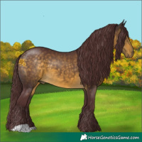 Horse Color:Chocolate Buckskin 