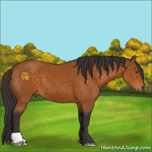 Horse Color:Buckskin 