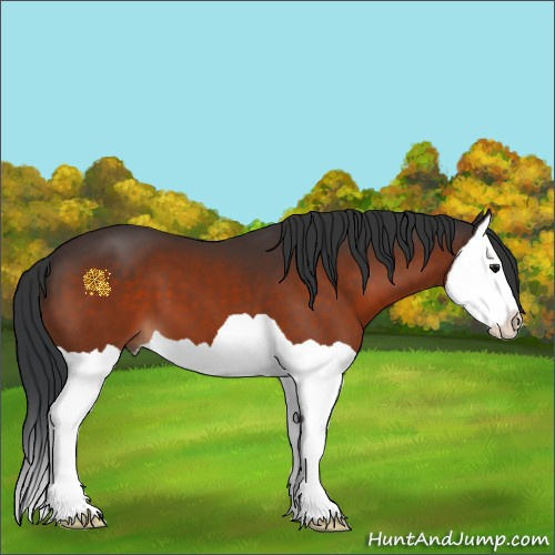 Horse Color:Bay Splash 