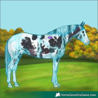 Horse Color:Thunderstruck White Spotted Brown Splash Tobiano 