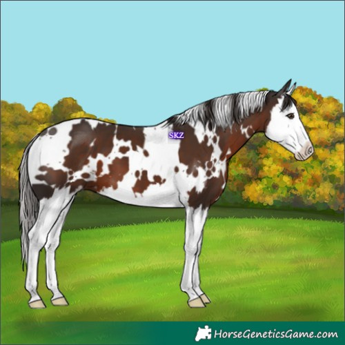 Horse Color:White Spotted Liver Chestnut Splash