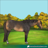 Horse Color:Buckskin 