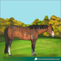 Horse Color:Buckskin Sabino  and Bay Sabino 