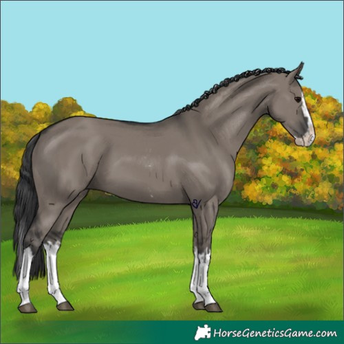 Horse Color:Grullo Sabino Splash  and Grullo Sabino Splash 