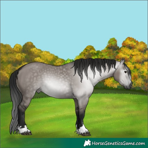 Horse Color:Gray Grullo 