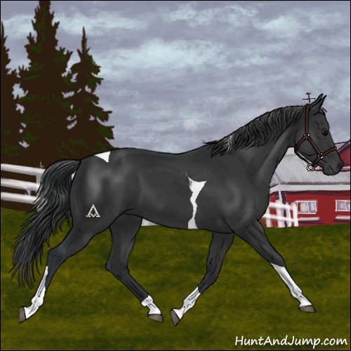 Horse Color:Black Tobiano 