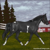 Horse Color:Black Tobiano 