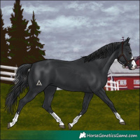Horse Color:Black 