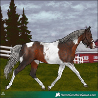 Horse Color:Silver Brown Tobiano 