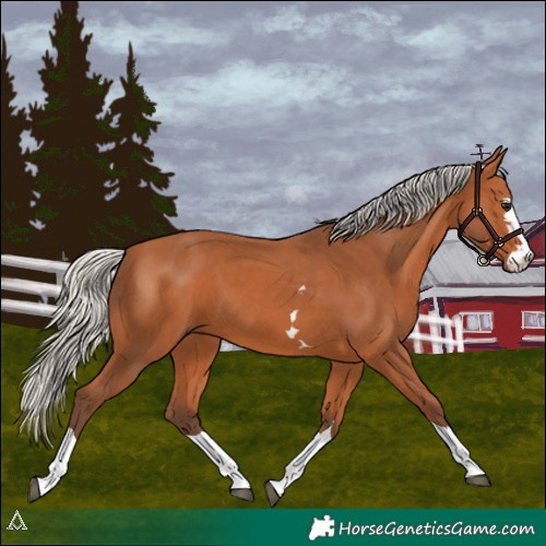 Horse Color:Silver Bay 
