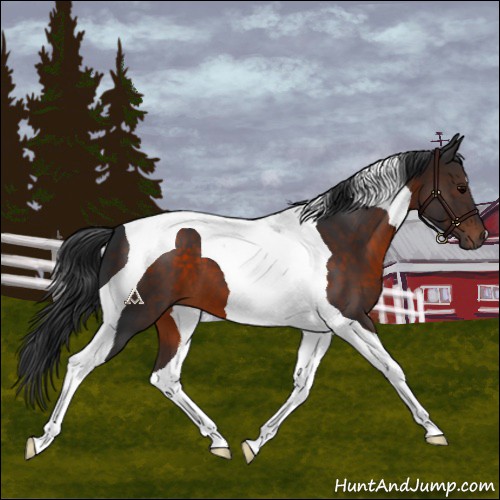 Horse Color:Brown Tobiano 
