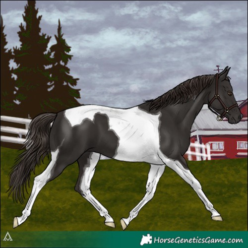 Horse Color:Liver Chestnut Tobiano 
