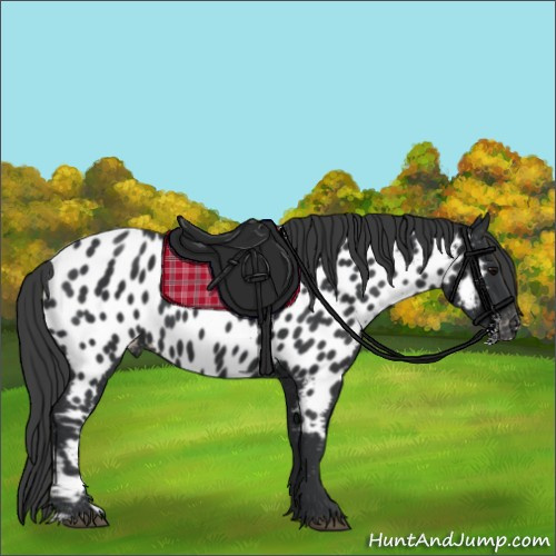 Horse Color:Black Appaloosa 
