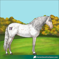 Horse Color:Silver Brown Dun Near Leopard 
