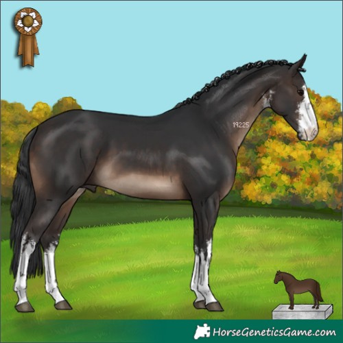 Horse Color:White Spotted Brown 