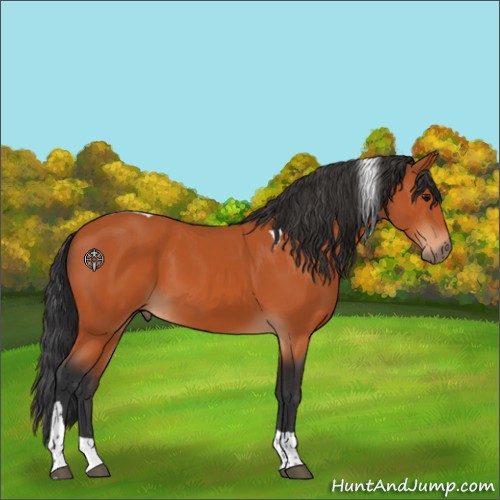 Horse Color:Bay Tobiano 