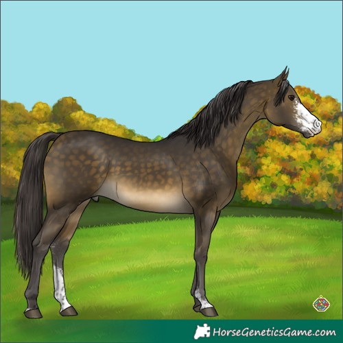 Horse Color:Buckskin Sabino 