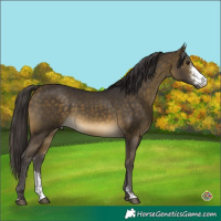 Horse Color:Buckskin Sabino