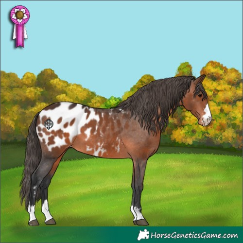 Horse Color:Brown Appaloosa 