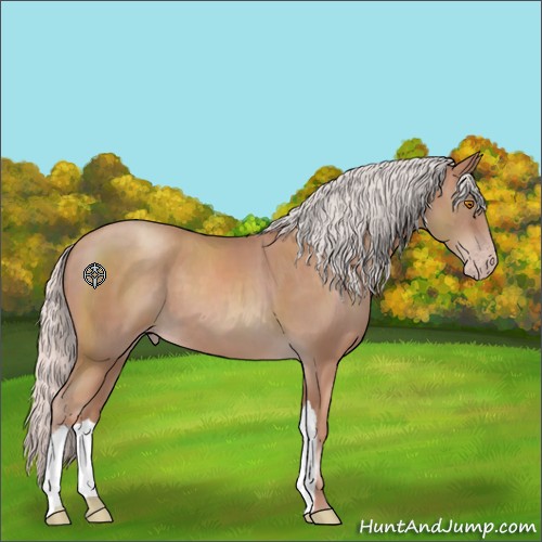 Horse Color:Silver Classic Champagne 