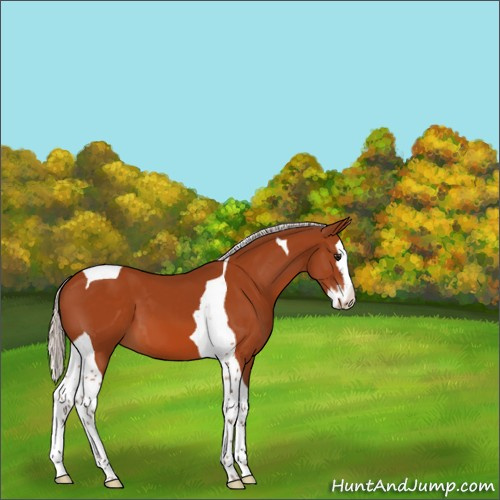 Horse Color:Silver Bay Splash Tobiano 