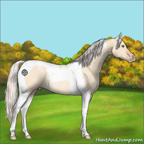 Horse Color:Silver Amber Champagne Dun Tobiano Rabicano 