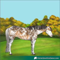 Horse Color:Buckskin Sabino 