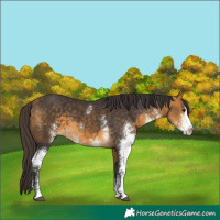 Horse Color:Buckskin Sabino