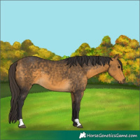Horse Color:Buckskin 