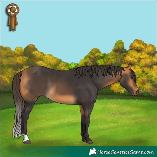 Horse Color:Buckskin 