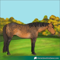 Horse Color:Buckskin 