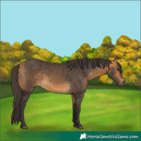 Horse Color:Buckskin 