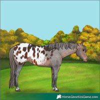 Horse Color:Bay Appaloosa 