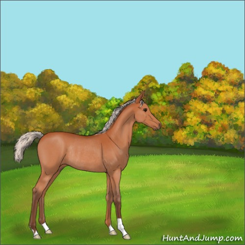 Horse Color:Silver Bay Roan Rabicano 